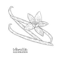 verzameling van vanille bloemen en vanille stokken. schetsen, grafisch illustratie vector