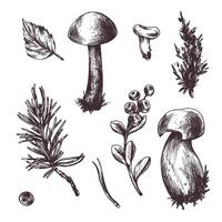 een reeks van Woud paddestoelen, boleet, cantharellen en bosbessen, bosbessen, takjes, kegels, bladeren. grafisch botanisch illustratie hand- getrokken in bruin inkt. voor herfst festival. reeks van elementen. vector