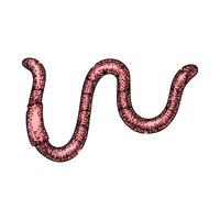 regenworm worm schetsen hand- getrokken vector