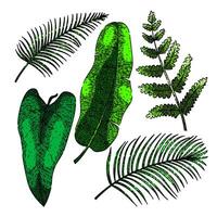 tropisch blad reeks schetsen hand- getrokken vector