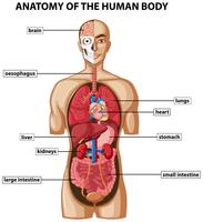 Diagram dat de anatomie van het menselijk lichaam met namen toont vector