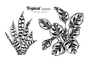 Inzamelingsreeks van Tropische bladeren die illustratie trekken. vector