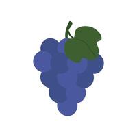 blauw druiven in vlak stijl, kaarten voor onderwijs peuters en kleuters. vector