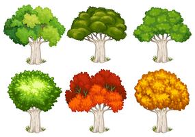 Verschillende vormen van bomen vector
