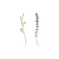 waterverf wilde bloemen, delicaat botanisch illustratie vector