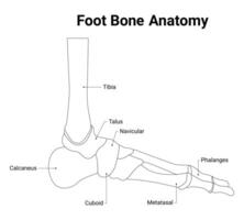 voet bot anatomie wetenschap ontwerp vector illustratie diagram