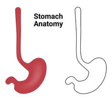 maag anatomie wetenschap ontwerp vector illustratie diagram