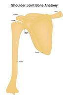 schouder gewricht bot anatomie wetenschap ontwerp vector illustratie diagram