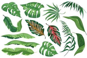 tropisch bladeren reeks grafisch elementen in vlak ontwerp. bundel van verschillend type exotisch planten, blad van banaan, handpalmen, monstera en andere groen oerwoud gebladerte. vector illustratie geïsoleerd voorwerpen