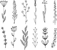 hand getekend reeks met botanisch bloemen illustraties vector