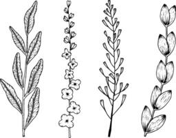 hand getekend reeks met botanisch bloemen illustraties vector