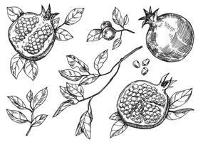 reeks van granaatappel fruit en bladeren, vector tekening in schetsen stijl. hand- tekening, gravure