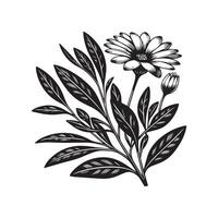 ai gegenereerd osteospermum bloem silhouet zwart en wit illustratie vector