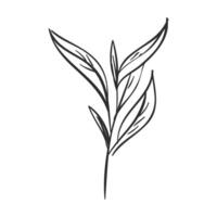 vector hand- getrokken gemakkelijk bloem schets