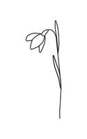 lineair sneeuwklokje bloem geïsoleerd Aan wit. voorjaar bloem. botanisch tekening. Super goed voor groet kaarten, achtergronden, tatoeëren. vrouw dag, moeder dag, bruiloft. lijn kunst. kleur boek. vector