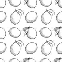 hand- getrokken vector monochroom naadloos patroon met etsen citroen of limoen, bladeren in gegraveerde stijl. vector zwart en wit herhaling backdrop