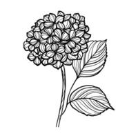 hortensia hand- getrokken, lijn kunst vector illustratie