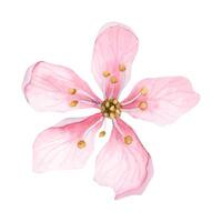licht roze amandel bloem top visie, bloeiend kers bloem, vijf sakura bloemblaadjes botanisch illustratie vector