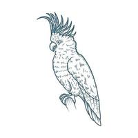 papegaai realistisch karakter getekend stijlicoon vector