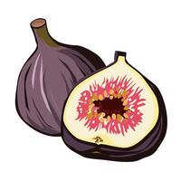 sappig en gezond Purper fig met voor de helft geïsoleerd Aan wit achtergrond. vector fruit illustratie in vlak stijl. zomer clip art voor ontwerp van kaart, banier, folder, uitverkoop, poster, pictogrammen