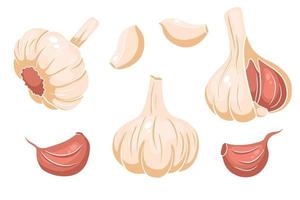 knoflook set. hoofd van knoflook, teentjes, gepeld en gepeld. vector