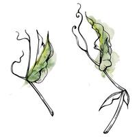 hand- getrokken waterverf inkt illustratie botanisch bloemen bladeren. zoet eeuwigdurend erwt, wikke winde peulvrucht ranken. single element geïsoleerd wit achtergrond. ontwerp bruiloft, kaarten, bloemen winkel vector