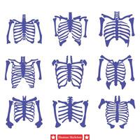 griezelig elegantie elegant menselijk skelet vector reeks voor artistiek creaties