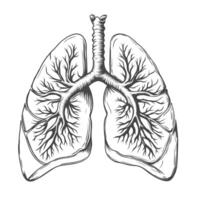 wijnoogst schetsen stijl menselijk longen. hand- getrokken longen in gravure stijl. anatomisch illustratie van menselijk orgaan. geïsoleerd zwart en wit vector longen