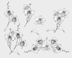 hand- getrokken orchidee bloem illustratie vector