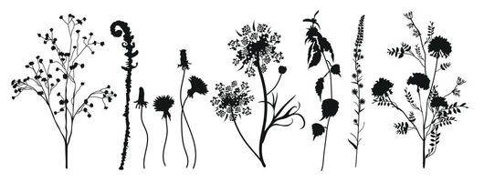 bloemen verzameling van zwart silhouetten van weide kruiden. takken, bladeren, kruiden, bloemen, wild planten. wilde bloemen. bloemen elementen voor uw ontwerp. vector illustratie.