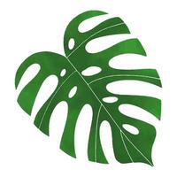 monstera waterverf groen blad geïsoleerd vector