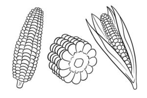 maïs set. verse maïskolven met en zonder bladeren. vector