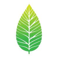 groen blad icoon. bladeren icoon Aan geïsoleerd achtergrond. verzameling groen blad. elementen ontwerp voor natuurlijk, ecologisch, veganistisch, bio etiketten. vector illustratie