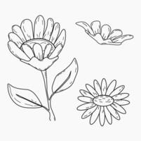 hand- tekening van madeliefje bloem en bladeren geïsoleerd Aan wit achtergrond vector