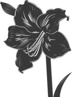 ai gegenereerd silhouet amaryllis bloem zwart kleur enkel en alleen vector