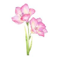 roze freesia bloemen, bloemknoppen en bladeren. tuin bloemen. geïsoleerd hand- getrokken waterverf illustratie. zomer bloemen ontwerp voor bruiloft uitnodigingen, kaarten, textiel, verpakking van goederen. omhulsel papier vector