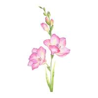 roze freesia bloemen, bloemknoppen en bladeren. tuin bloemen. geïsoleerd hand- getrokken waterverf illustratie. zomer bloemen ontwerp voor bruiloft uitnodigingen, kaarten, textiel, verpakking van goederen. omhulsel papier vector