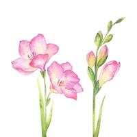 roze freesia bloemen, bloemknoppen en bladeren. tuin bloemen. geïsoleerd hand- getrokken waterverf illustratie. zomer bloemen ontwerp voor bruiloft uitnodigingen, kaarten, textiel, verpakking van goederen. omhulsel papier vector