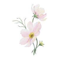 boeket van roze en wit cosmea bloemen. kosmos bipinnatus. geïsoleerd hand- getrokken waterverf illustratie van Mexicaans aster. zomer bloemen ontwerp voor bruiloft uitnodigingen, kaarten, textiel, omhulsel papier vector