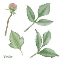 hand getekend roze dahlia bloei - zomer bloem illustratie vector