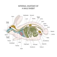 intern anatomie van een mannetje konijn. konijn spijsvertering systeem. vector illustratie van konijn anatomie.
