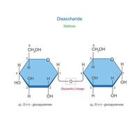 een disacharide is een suiker molecuul samengesteld van twee monosacchariden toegetreden door een glycosidisch band. maltose of mout suiker. chemisch illustratie. vector