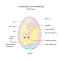 ei embryo anatomie. vogel en kip embryo diagram. kruis sectie. ei embryo. gedetailleerd vogelstand en kippen voortplantings- systeem.vector illustratie vector