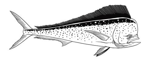 mahi-mahi vis hand- getrokken illustratie wijnoogst vector