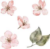 reeks van waterverf roze bloemen. kers bloesem, bloeiend sakura, voorjaar appel clip art. hand- getrokken bloeiend bloemen illustratie voor pak, kaart, uitnodiging, labels. vector