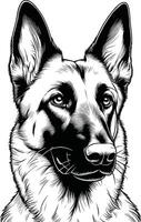 vector portret van een belgisch Mechelaar hond