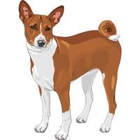 vector schetsen jacht- hond basenji ras