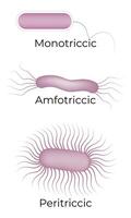 monotriccisch amforticcisch peritriccisch wetenschap ontwerp vector illustratie