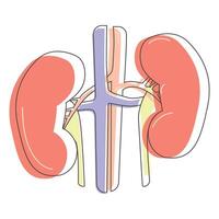 menselijk nier urine- systeem lijn kunst tekening.vector illustratie van menselijk vitaal organen.gezondheid en medicijn.print affiche, embleem ontwerp Aan wit achtergrond.mens nier anatomisch tekening vector