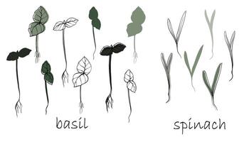 basilicum en spinazie spruiten, microgreens vector hand- getrokken illustratie. contour en groen fabriek. reeks voor ontwerp menu, logo, verpakking van gepast voeding, micro-elementen, gezond levensstijl